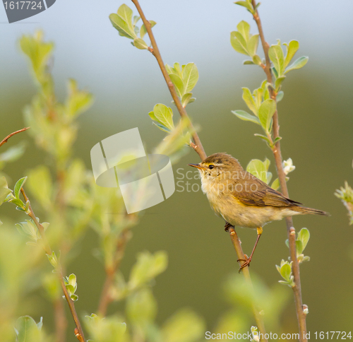 Image of A Willow Warbler