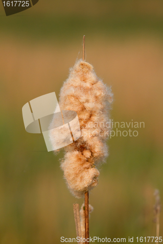 Image of A reedmace