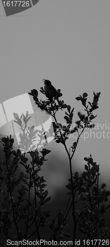 Image of A Willow Warbler