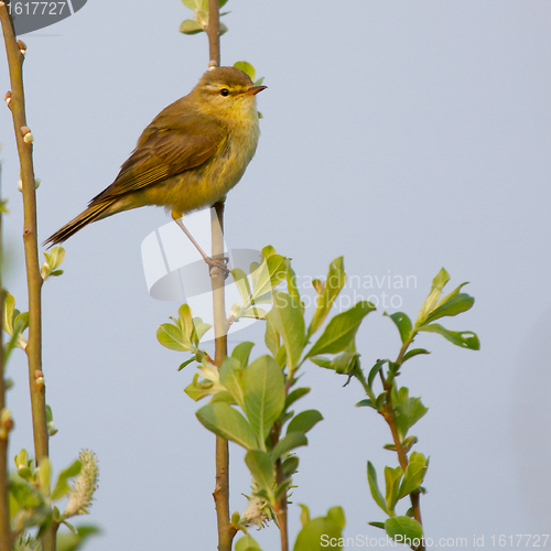 Image of A Willow Warbler