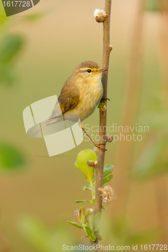 Image of A Willow Warbler
