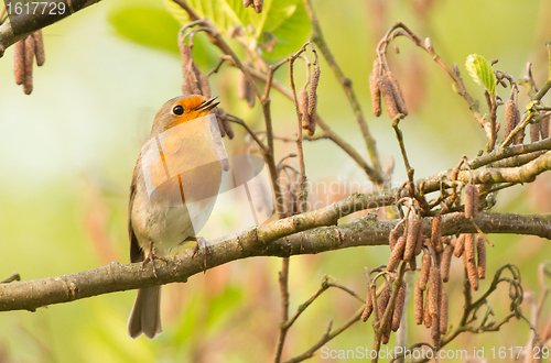 Image of Robin perched on a twig