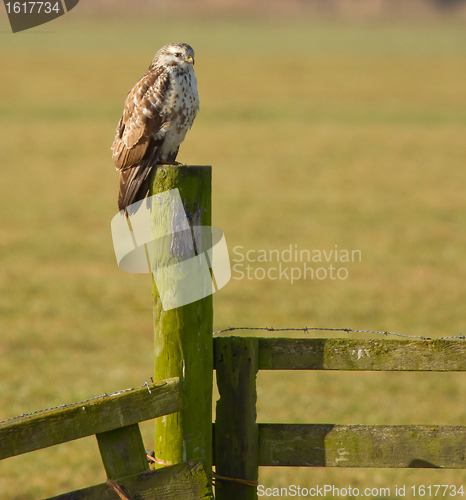 Image of A buzzard is resting 