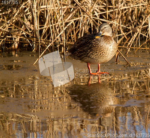 Image of A wild duck