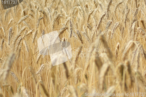 Image of A field of wheat