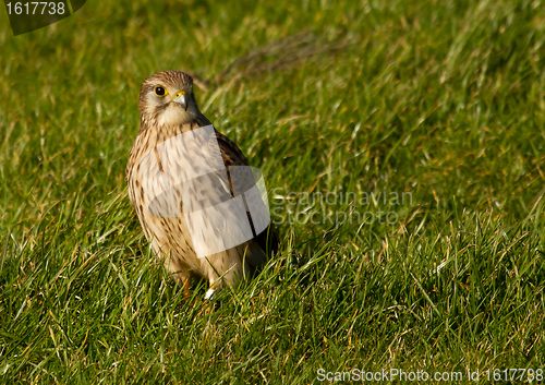 Image of A falcon in a green field