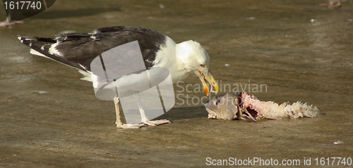 Image of A seagull is eating a fish 