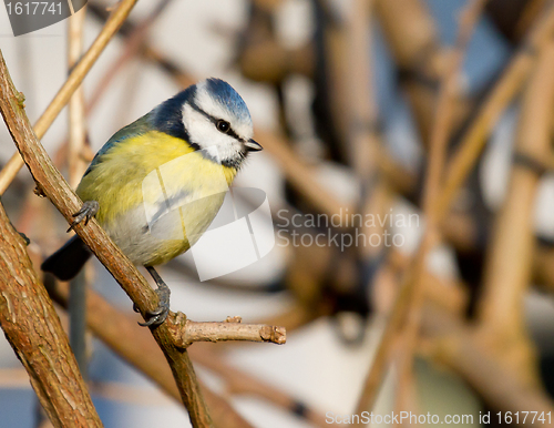 Image of A blue tit in the shrubbery