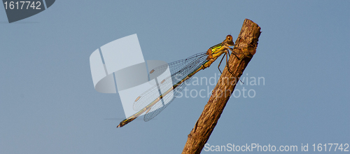 Image of A dragonfly on a branch 