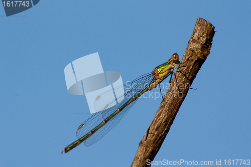 Image of A dragonfly on a branch 