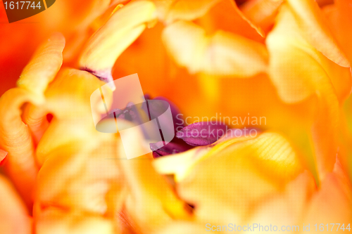 Image of An orange Colored Tulip