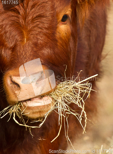 Image of Cow eating grass