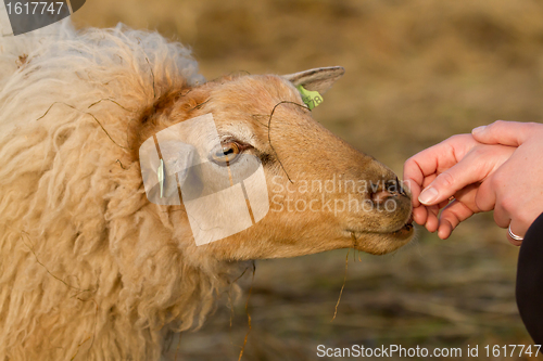 Image of brown sheep is smelling a hand