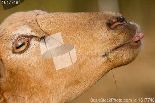 Image of A brown sheep