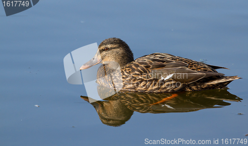 Image of A wild duck swimming