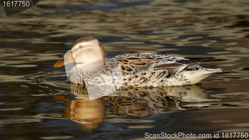 Image of A wild duck swimming