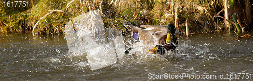 Image of Fight between two wild ducks