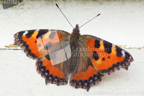 Image of A close-up of a butterfly on wood