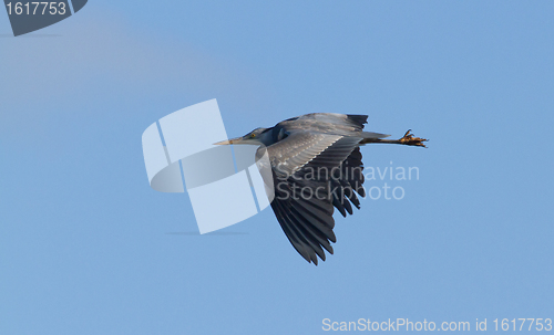 Image of Great blue heron flying