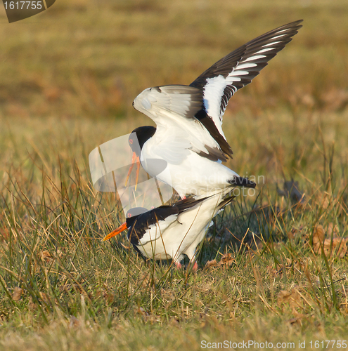 Image of Two breeding oystercatchers