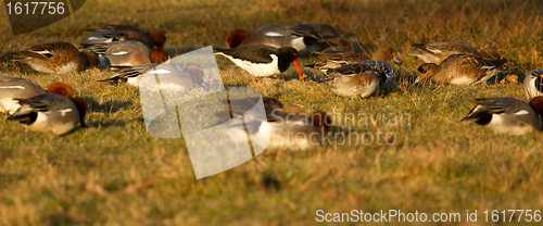 Image of An oystercatcher in a group