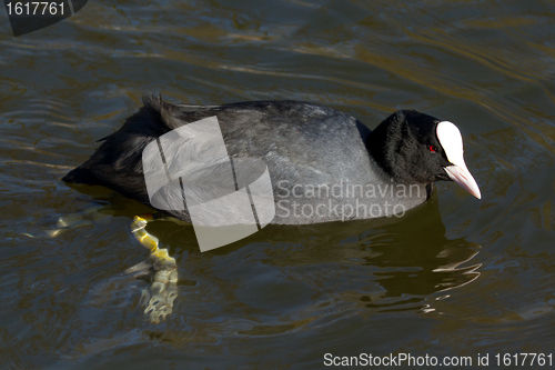 Image of A coot is swimming