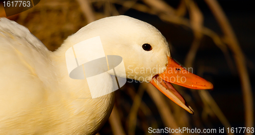 Image of A white wild duck 