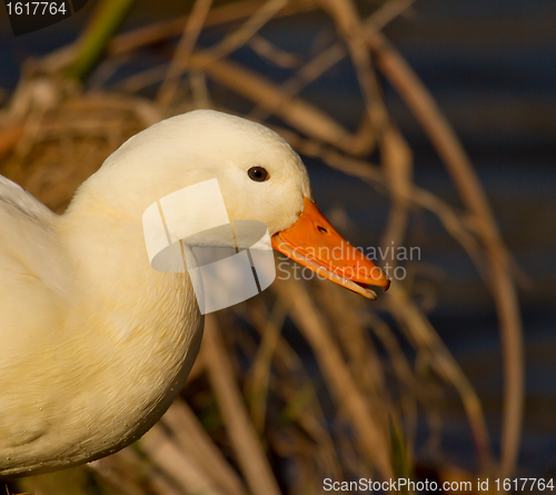 Image of A white wild duck