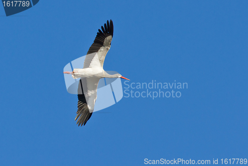 Image of A stork in the air 