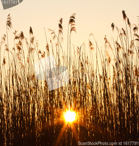 Image of Sunset in the reeds