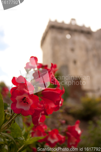 Image of Garden at an Irish castle