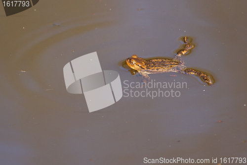 Image of A brown frog in the water 