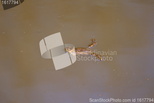 Image of A brown frog in the water