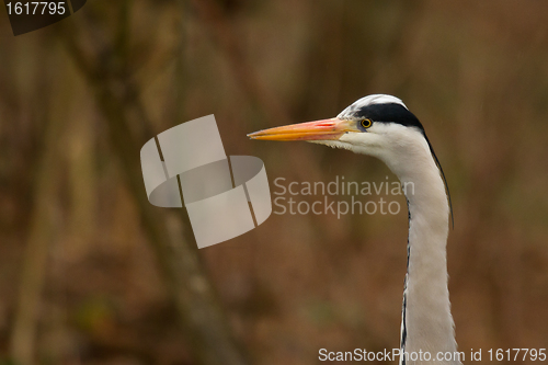 Image of Great blue heron 