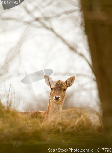 Image of A fallow-deer