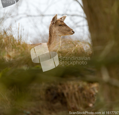 Image of A fallow-deer