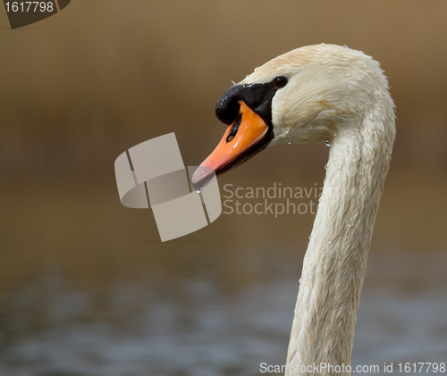Image of A graceful swan in a lake 