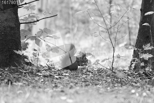 Image of A squirrel is eating