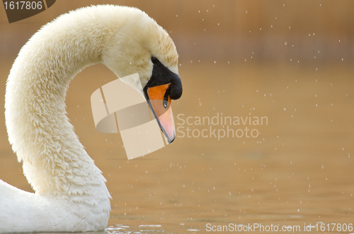 Image of A graceful swan in a lake 