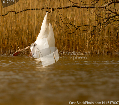 Image of An eating swan