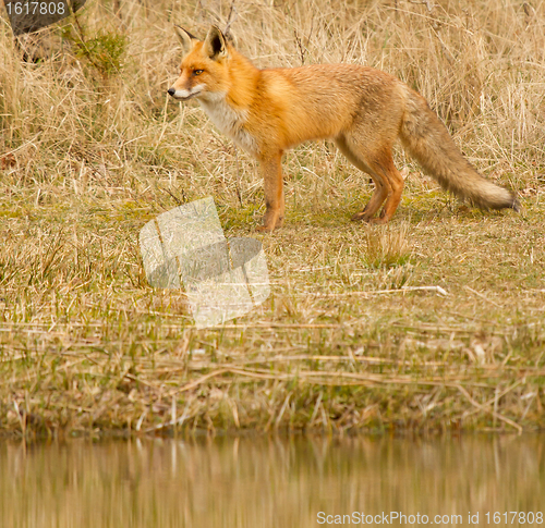 Image of A fox in Holland