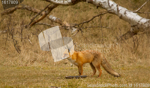 Image of A fox in Holland