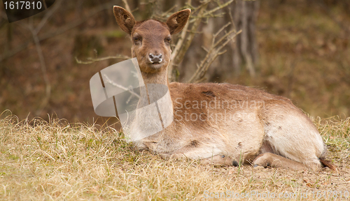 Image of A fallow-deer