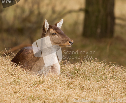 Image of A fallow-deer