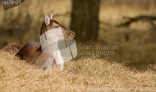 Image of A fallow-deer