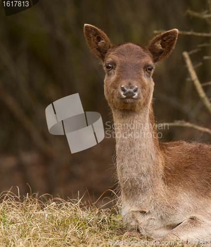 Image of A fallow-deer