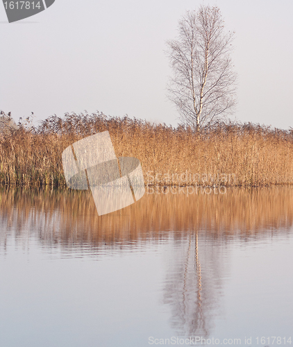 Image of A tree and reeds at a lake