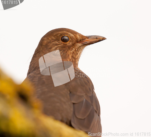 Image of A blackbird is trying to hide