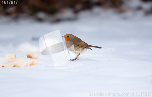 Image of Robin on frozen snow 