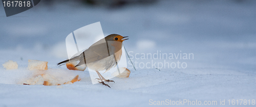 Image of Robin on frozen snow 